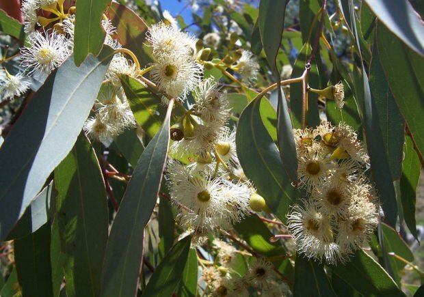 liść eukaliptusa 