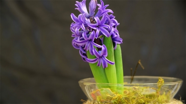 Jak wyhodować kwiat hiacyntu Jak reprodukować kwiaty hiacyntu?