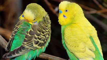 Jak dbać o papużki faliste? Jak umyć budgie