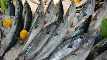 Jakie są zalety ryb bonito i do czego jest ona przydatna? Jakie ryby należy spożywać w jaki sposób?
