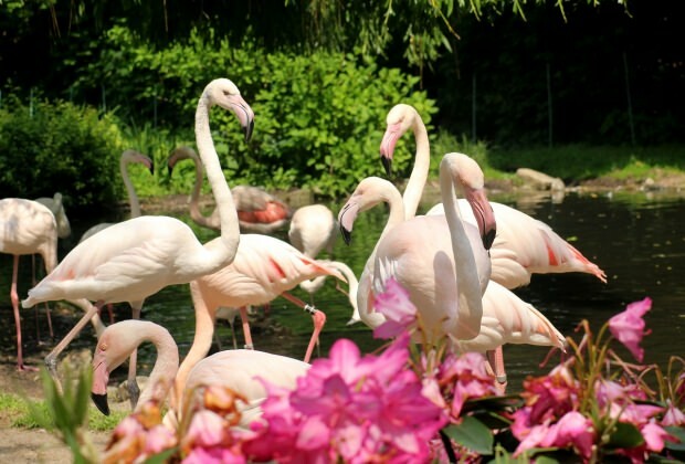 Co robić w Flamingoköy?