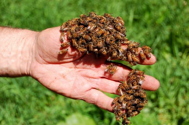 Gdzie stosuje się jad pszczeli? Korzyści z jadu pszczelego! Choroby, w których jad pszczeli jest dobry ...