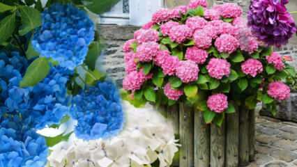 Jak dbać o kwiat hortensji w domu? Metody rozmnażania kwiatów hortensji 