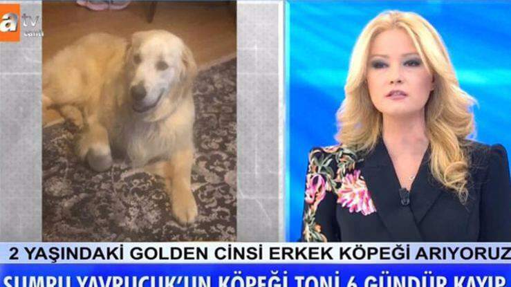 Prezenter Müge Anlı ogłosił: Znaleziono psa aktorki Sumru Yavrucuk ...