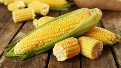 Jakie są szkody kukurydzy?