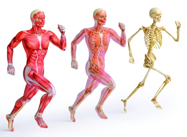 Cynk jest niezbędny dla silnej struktury mięśni i kości