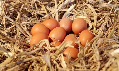 Jak rozumieć jajka ekologiczne?