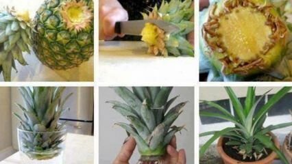 Jak uprawiać ananasa w domu?