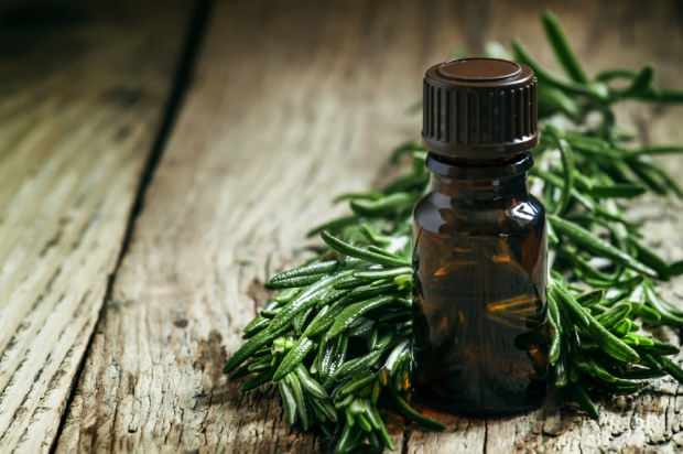 olejek z drzewa herbacianego jest stosowany w leczeniu trądziku i skazy