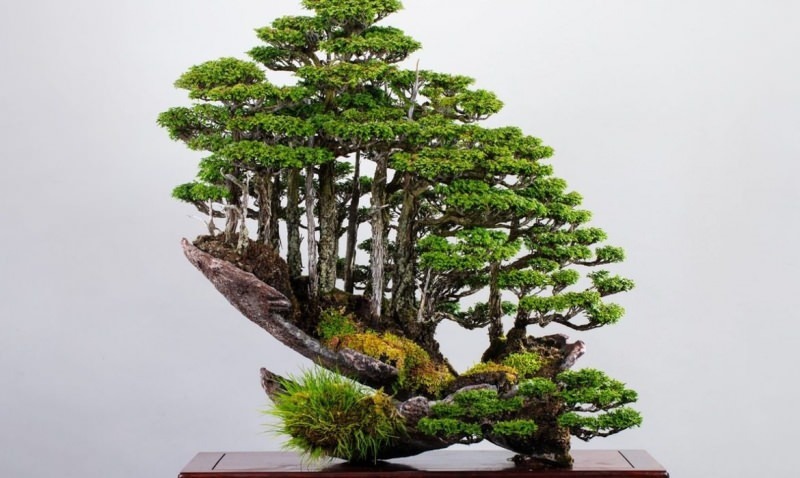 cechy drzewka bonsai