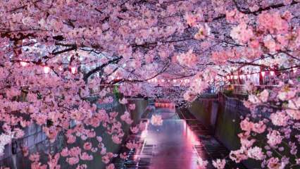 Co znaczy Sakura? Nieznane właściwości kwiatu sakury