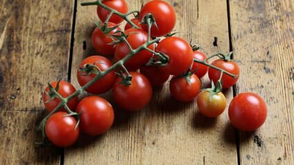 Jak zapobiec gniciu pomidorów? Jak uniknąć ćmy pomidorowej? 
