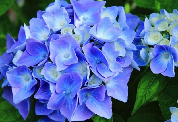 Niebieska hortensja