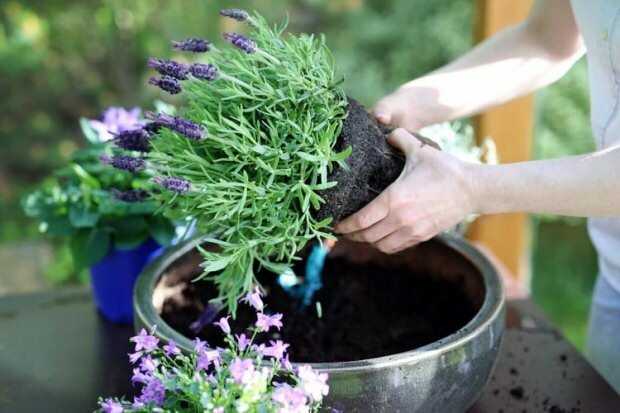 Jak dbać o kwiaty lawendy, rozmnażanie i uprawę w domu