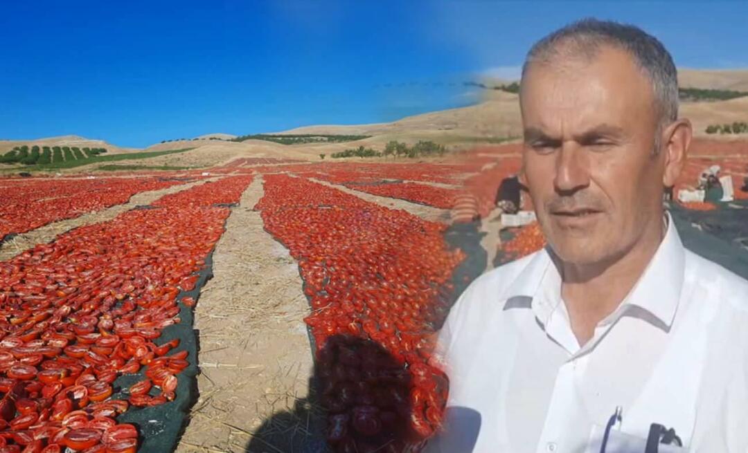 W Malatya rozpoczęły się zbiory pomidorów do suszenia!