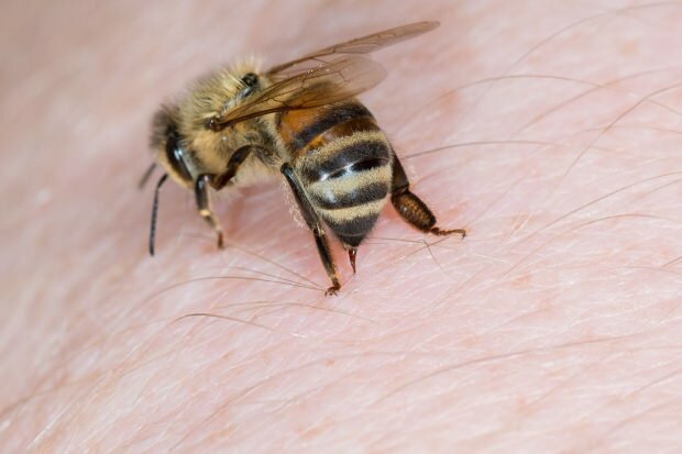 pszczoła 