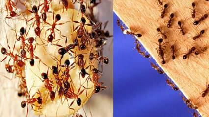 Jak niszczyć mrówki w domu? Co zrobić, aby pozbyć się mrówek, najskuteczniejsza metoda