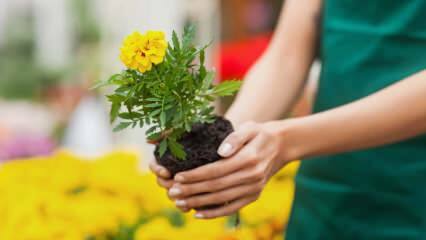 Powody uprawy roślin w domu? Czy uprawa kwiatów w domu jest szkodliwa?