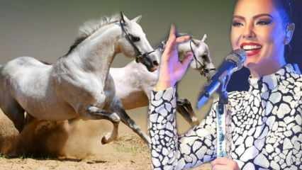 Los konia za milion dolarów piosenkarki Ebru Gündeş został ogłoszony!