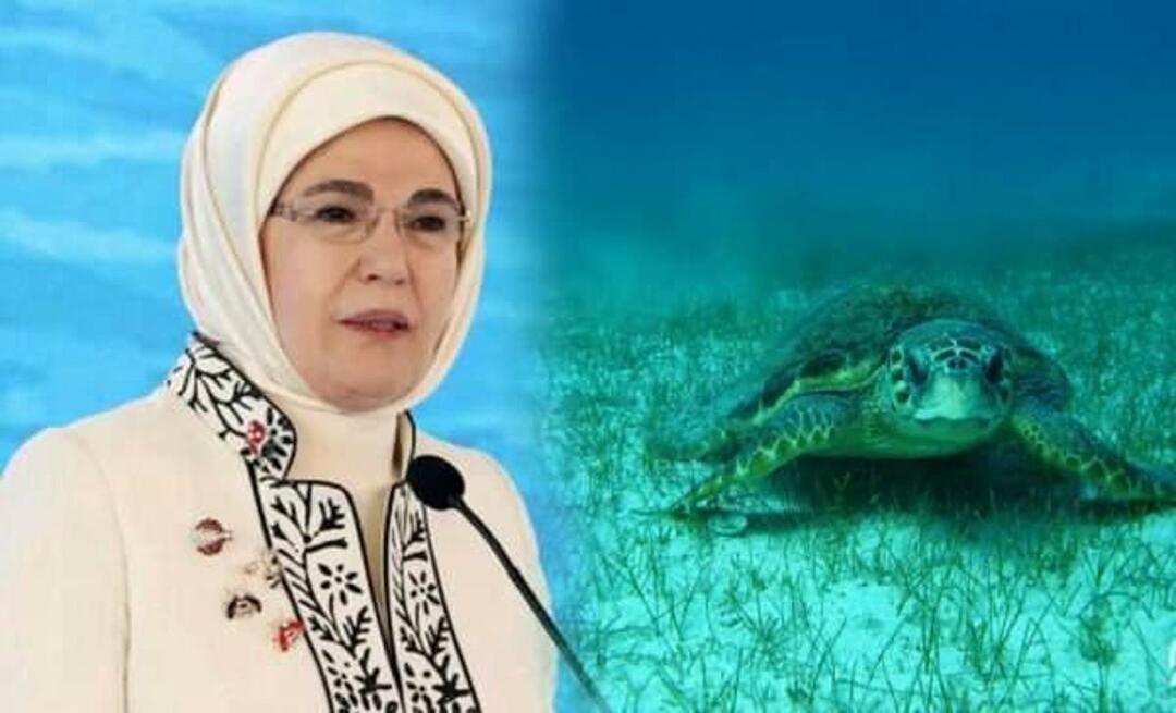 Udostępnianie „żółwia morskiego” od Emine Erdoğan: „Dopóki będziemy ich chronić, będą nadal żyć”