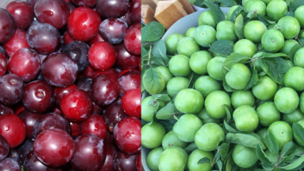 Jakie są zalety zielonej i czerwonej śliwki wiśniowej? Co robi sok ze śliwki czerwonej wiśni?