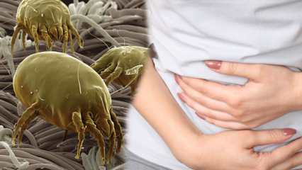 Gdzie jest najbrudniejsza część ciała i jak jest czyszczona? Jakie choroby wywołują pasożyty? 