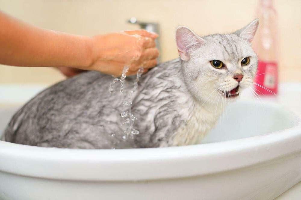 Jak umyć kota