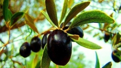 Jak dbać o drzewo oliwne w domu? 