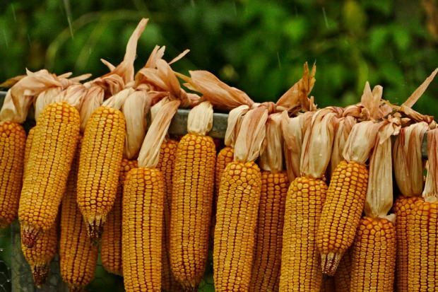 Jak wysuszyć kukurydzę