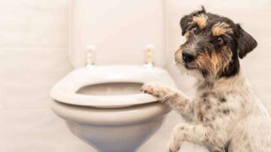 Jak zrobić nawyki psów w toalecie
