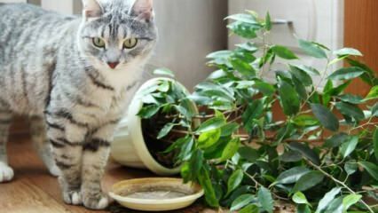 Jak koty są trzymane z dala od roślin?