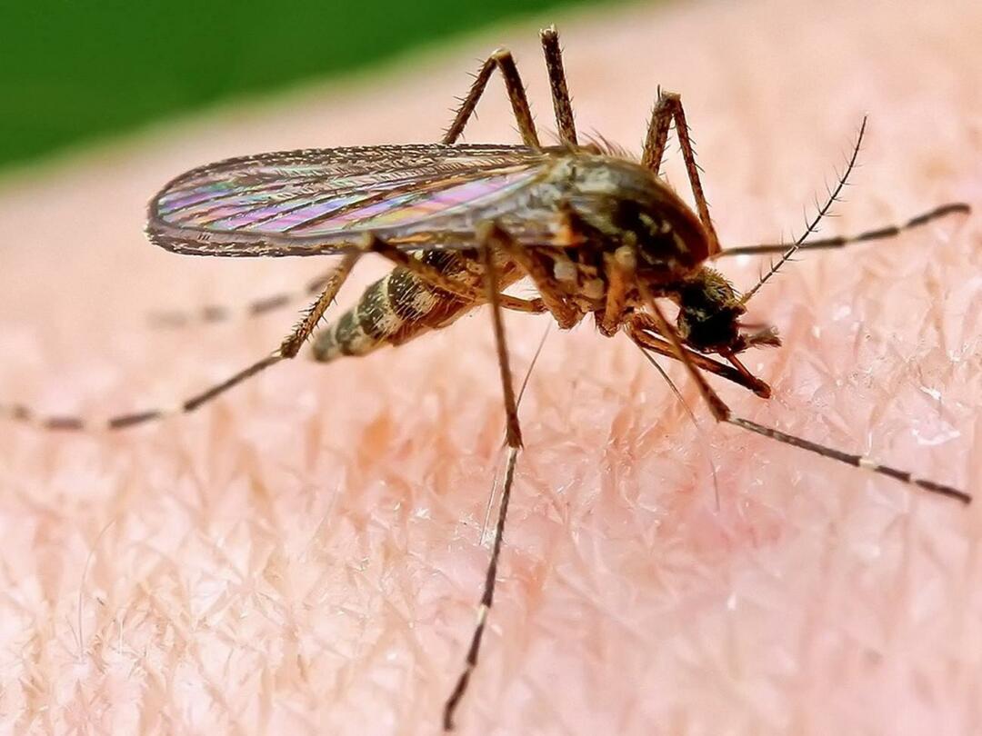 Dlaczego komary gryzą niektórych ludzi częściej?