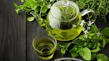 Zalety zielonej herbaty! Szybkie i zdrowe odchudzanie na diecie zielonej herbaty