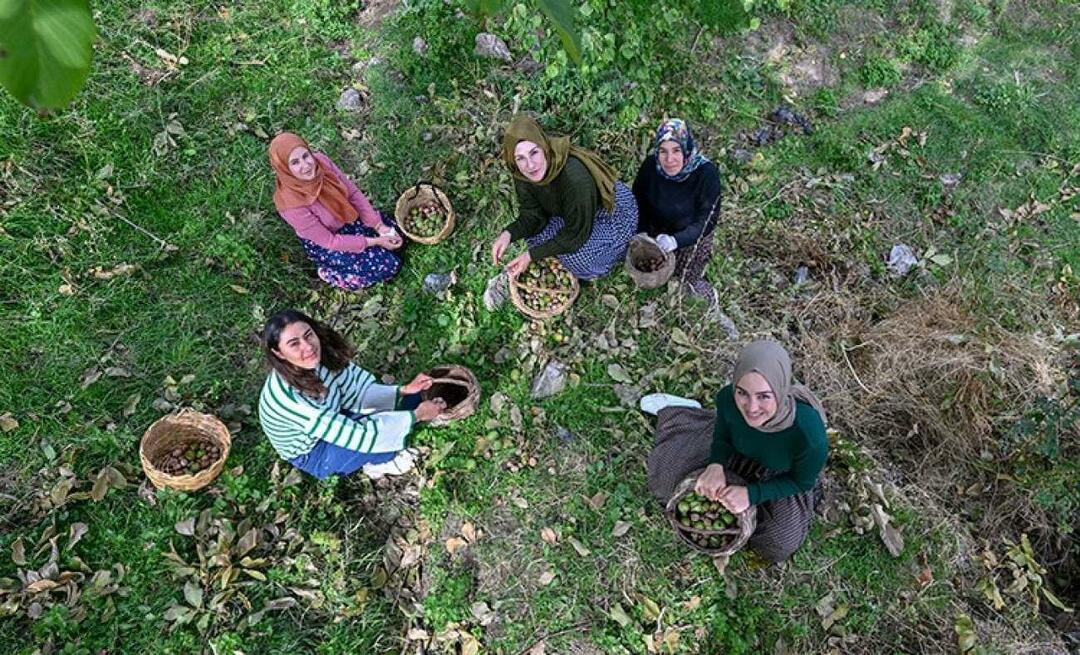Kobiety z Van rozprowadzają orzechy włoskie do Turcji pod marką „Ahtamara”