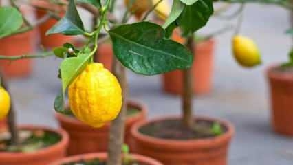 Jak uprawiać cytryny w doniczkach w domu? Wskazówki dotyczące uprawy i utrzymywania cytryn