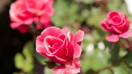 Jak uprawiać róże w doniczkach? Wskazówki dotyczące uprawy róż w domu ...