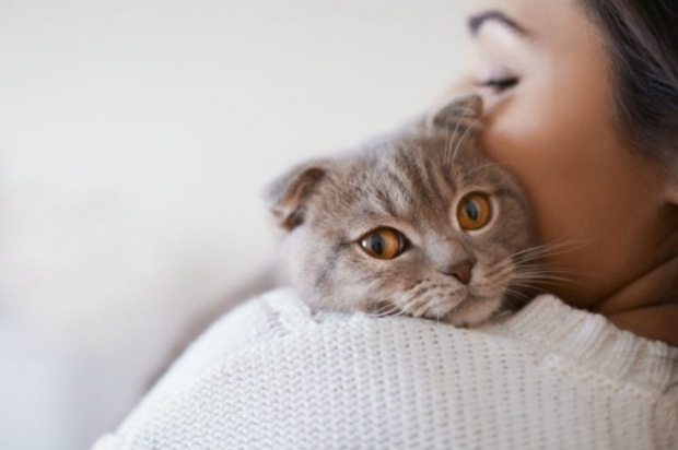 Jak zapobiegać stresowi kotów? 