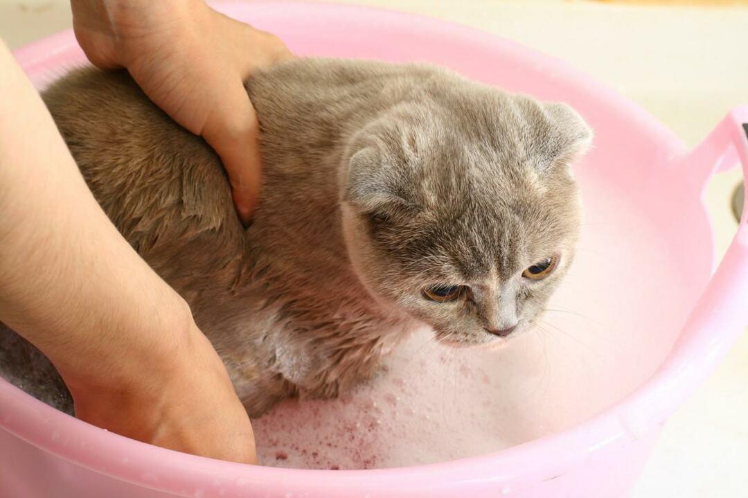 jak myć koty