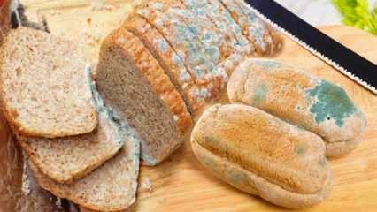 Jak zapobiegać pleśnieniu chleba w Ramadanie? Sposoby zapobiegania czerstwieniu i pleśnieniu chleba