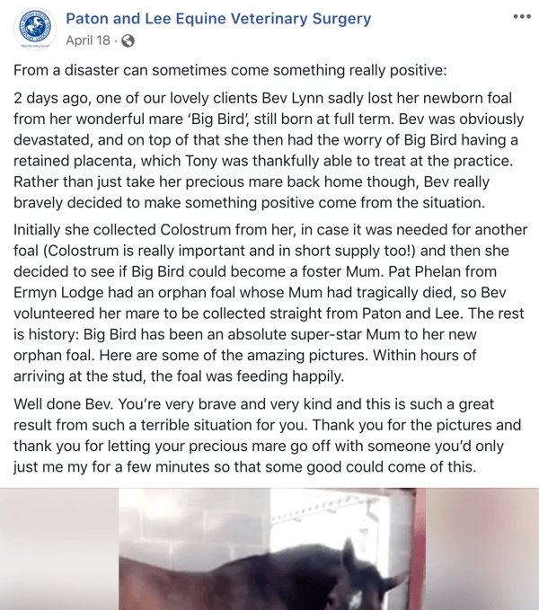 Przykład postu na Facebooku z historią Patona i Lee Equine Veterinary Surger.