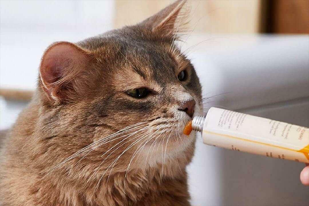 Sposoby karmienia pastą dla kotów
