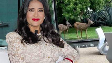Gwiazda Hollywood Salma Hayek podzieliła się jeleniem, który wszedł do ogrodu jej domu w mediach społecznościowych!
