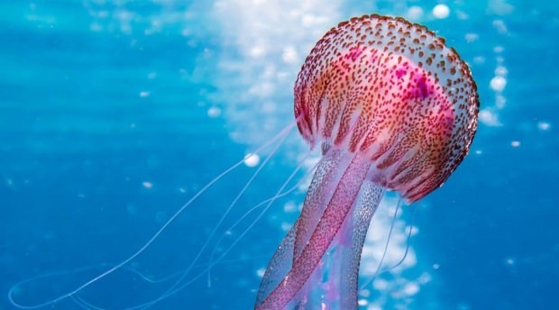 Dowiedz się więcej o meduzach