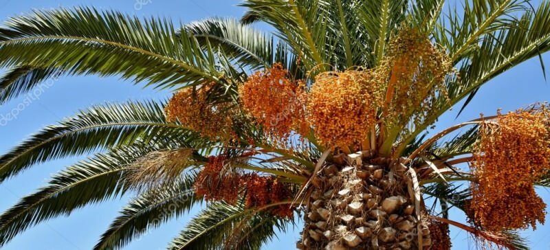 Co to jest palma? Jakie właściwości ma palma, jak ją uprawiać