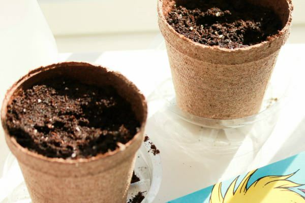 Jak sadzić nasiona bluszczu