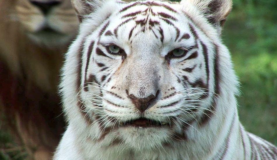 Biały tygrys w zoo rozprzestrzenia niebezpieczeństwo