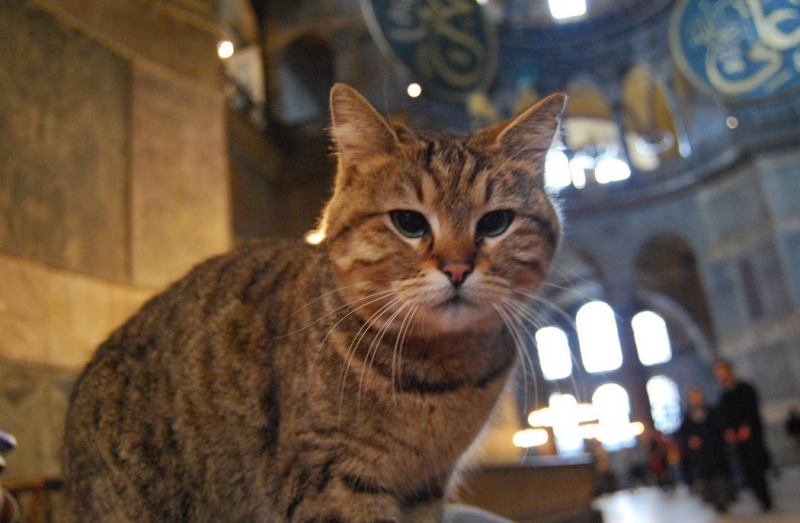 Hagia Sophia's Gli cat