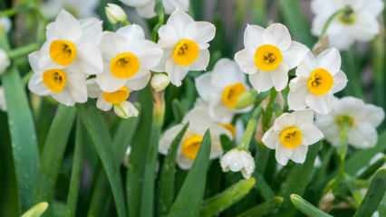 Jakie jest znaczenie kwiatu narcyza, jakie są jego cechy i zalety? Jak rozmnażać kwiat narcyza