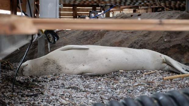 Biała foka Bodrum Gümbet uderzyła o brzeg