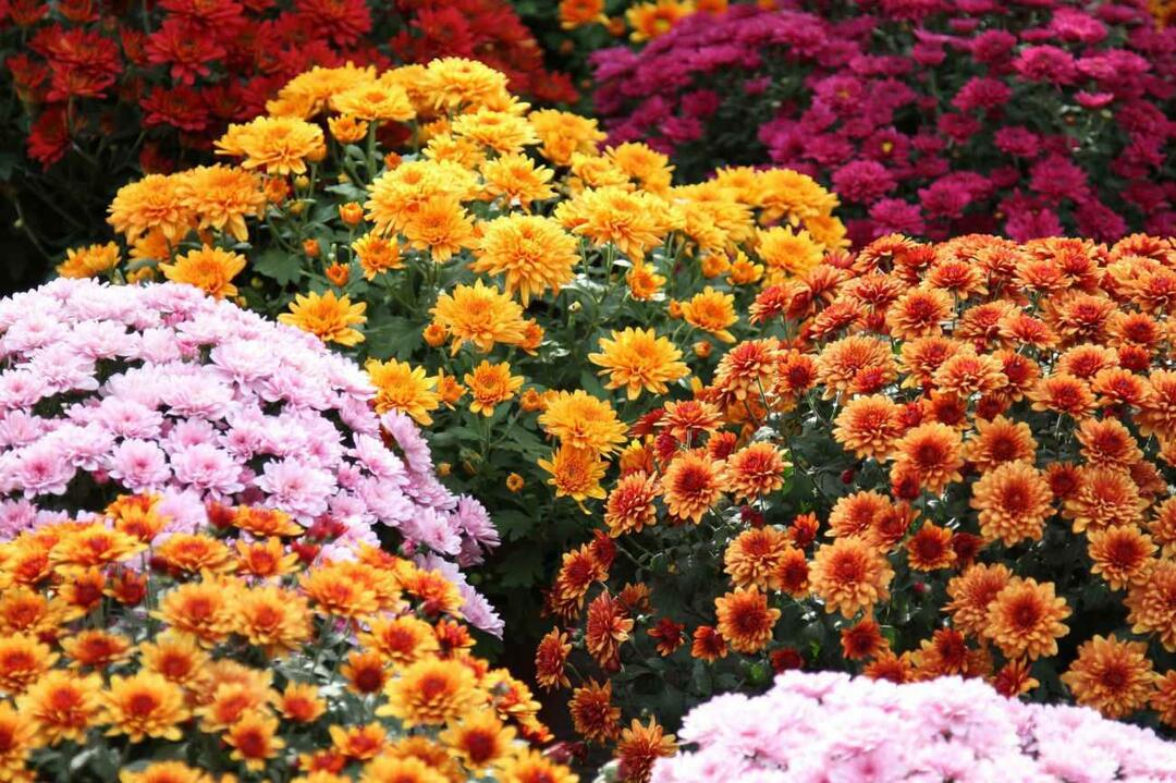 Jakie są listopadowe kwiaty? Wykorzystanie kwiatów w dekoracji domu w sezonie jesiennym